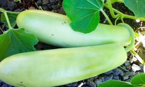 Amid reports of a 60-year-old man having a 16-inch gourd stuck in his rectum