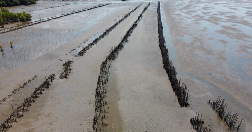 To prevent erosion in Sonitpur, locals band together to construct a bamboo barrier