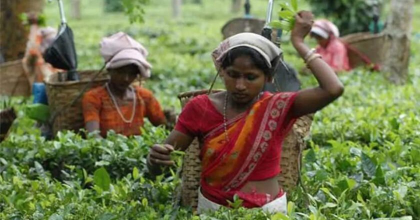SC summons Assam Chief Secretary over unpaid tea worker dues