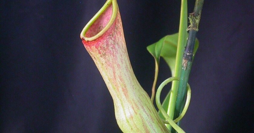 The carnivorous pitcher plant’s therapeutic potential in Meghalaya