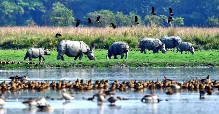 For Pobitora Wildlife Sanctuary, a petition has been submitted