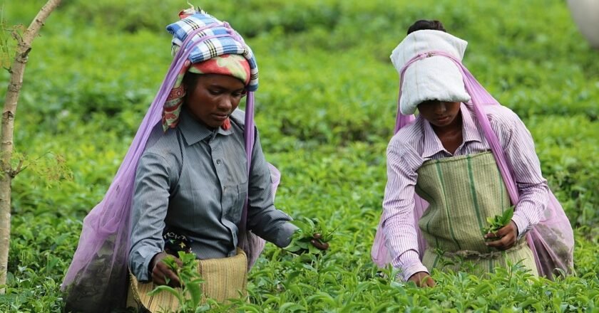 Himanta Biswa Sarma announces Rs 15,000 cash to pregnant mothers and babies in tea estates