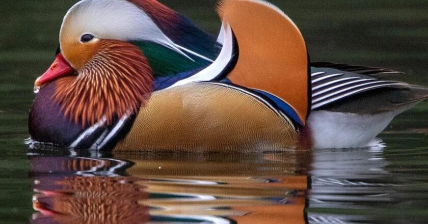 An uncommon view of Mandarin Ducks near Manas National Park