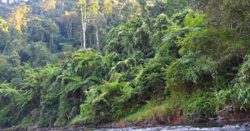 Meghalaya loses over 84 sq km of forest cover in two years, reveals ISFR Report