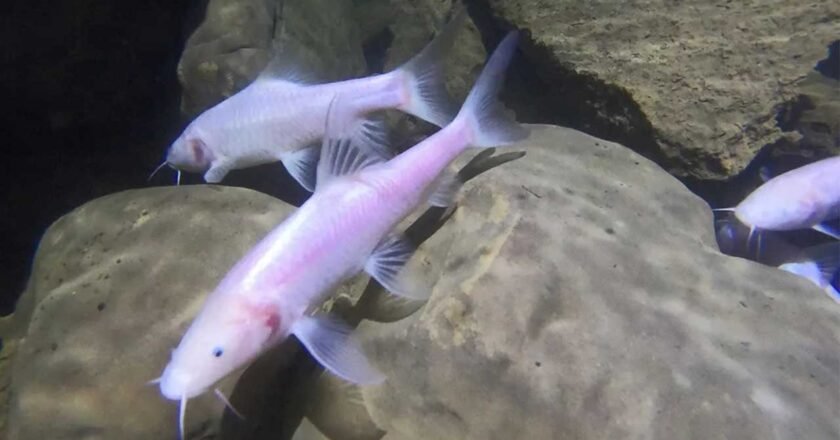 Meghalaya’s largest cavefish named India’s first ‘National Cave Animal