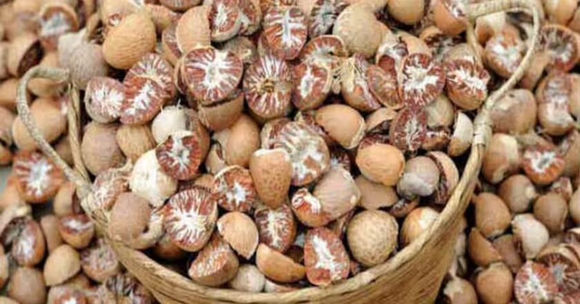 Meghalaya’s areca nut plantations are going extinct