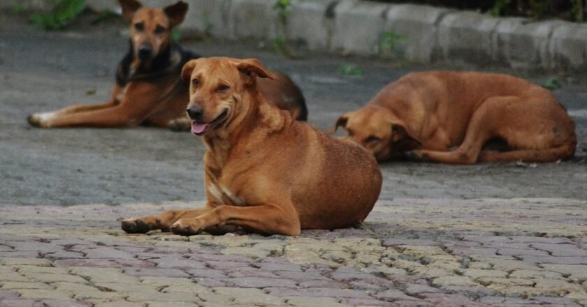 Meghalaya: HC wants stray dog shelter to be ready within 30 days