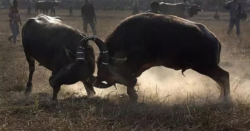 Meghalaya govt prohibits animal, bull fights in EKH dist