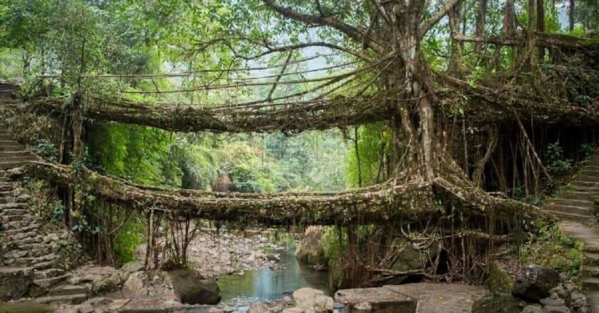 At the Double-Decker Root Bridge in Meghalaya, yoga practitioners gather