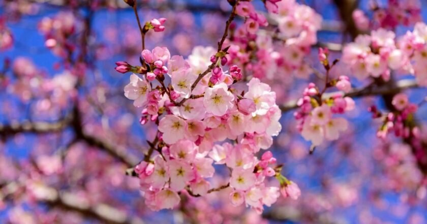 Shillong Cherry Blossom Festival wins Best Festival Destination Award