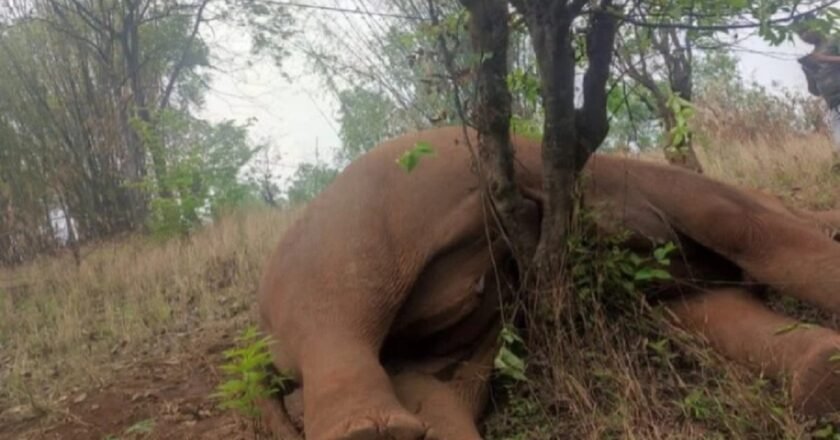 Carcass of wild elephant found in forest near Byrnihat
