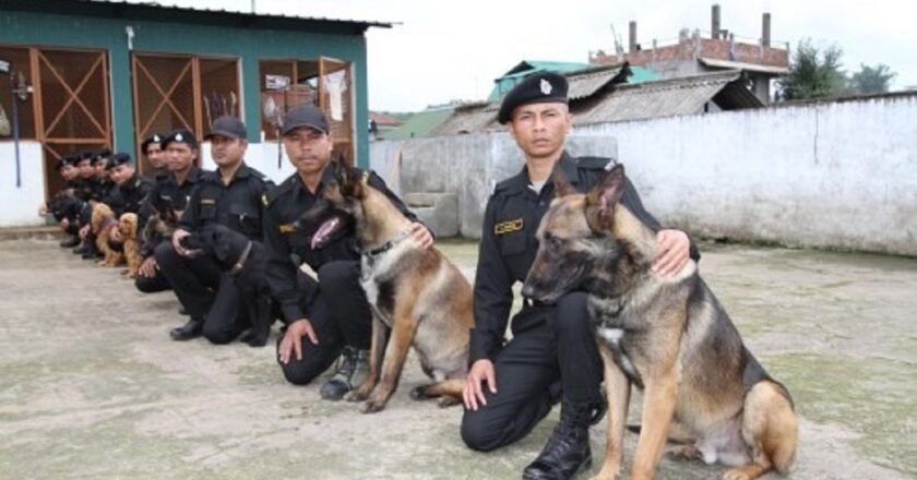 Meghalaya government brings in nine trained dogs to bolster its anti-drug force