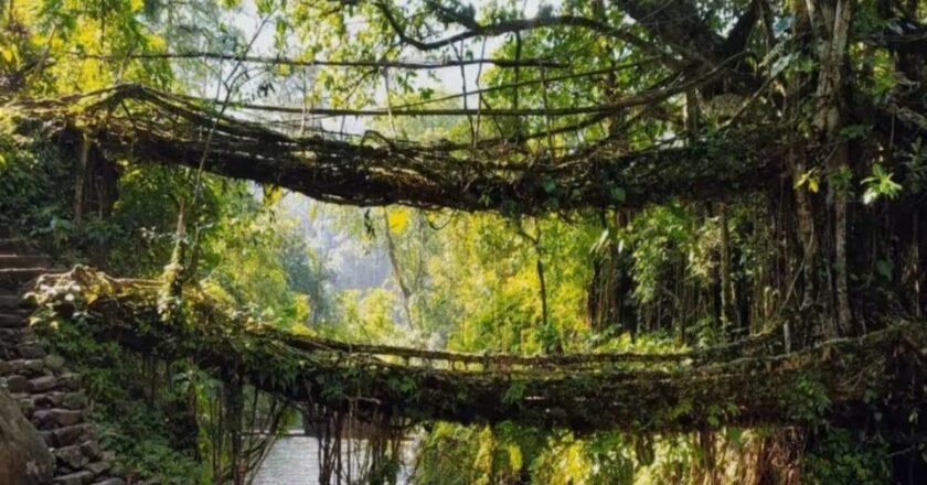 Meghalaya Govt misses deadline to secure UN heritage tag for Living Root Bridges
