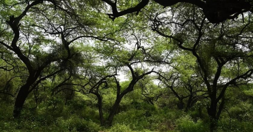 Forest Department and DC Kurbah calls for weak trees to be addressed before monsoon