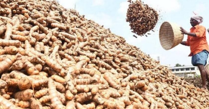 Meghalaya: Lakadong turmeric production under threat as Laskein block marked as climate vulnerable