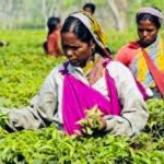Tea exports from India gain by 2.85% in FY 2024-25