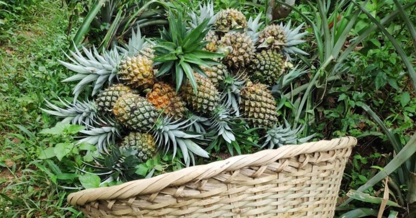 Meghalaya’s pineapple industry has reached a major milestone