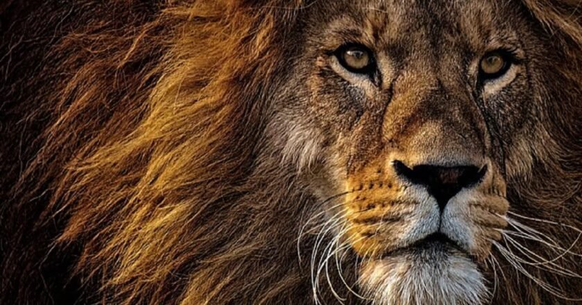 Roaring Debut: India unveils first movie with a real lion in the lead role