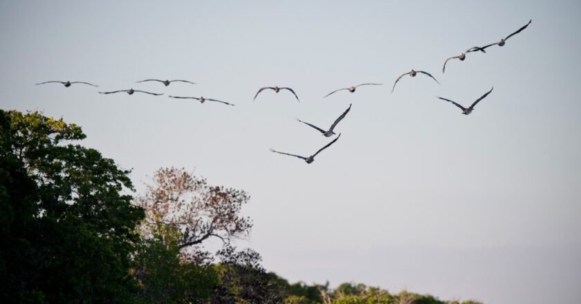 Tropical bird populations plummet as heat extremes surge since 1950, study finds