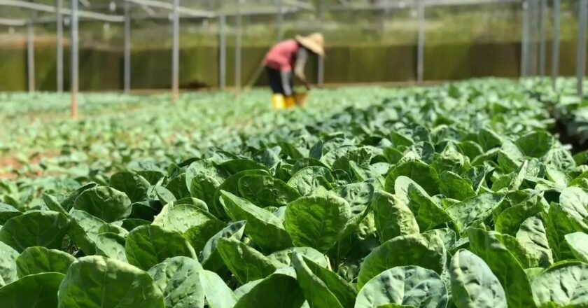 Strengthening India’s horticulture and empowering farmers through the Clean Plant Program