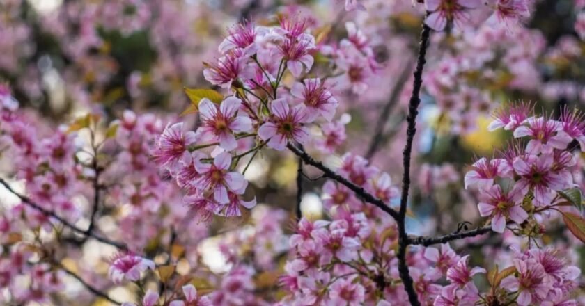CM Conrad Sangma unveils grand lineup for Cherry Blossom Festival 2025