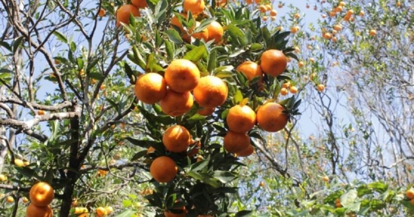Meghalaya govt seeks global partnership to export Khasi oranges across the world