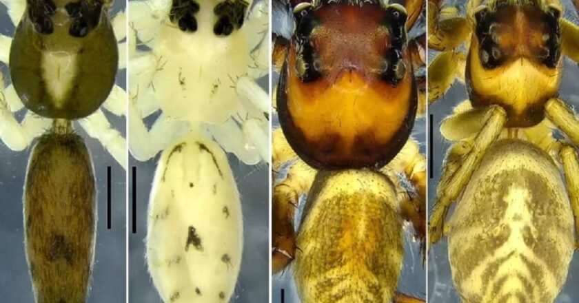 ZSI scientists discover 2 new species of jumping spiders in Meghalaya