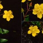 Rare endemic plant found in Shillong, Meghalaya’s flora gets a new addition