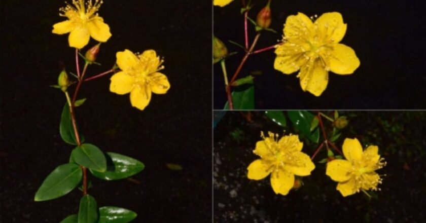 Rare endemic plant found in Shillong, Meghalaya’s flora gets a new addition