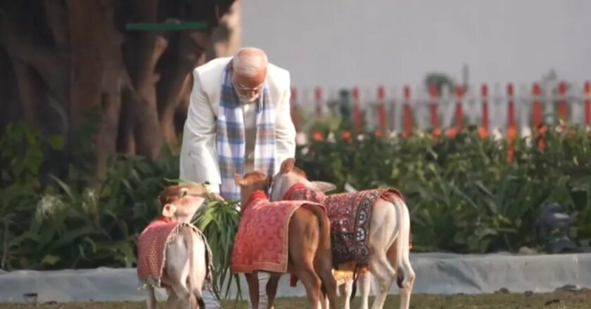A festive gesture: PM Modi feeds cows on Makar Sankranti at his residence