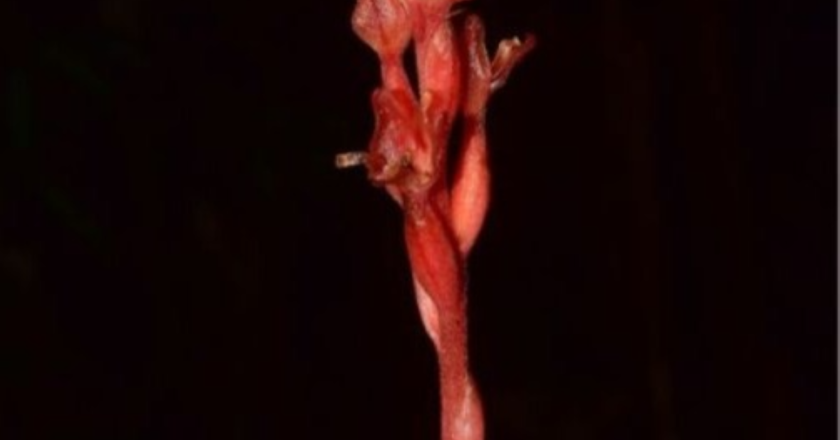 ‘Ghost Orchid’ Rediscovered in Khasi Hills After 175 Years, Triggers Conservation Concern