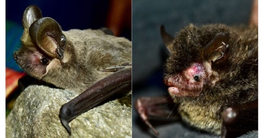 Rare woolly bat found in Meghalaya, India records new bat species for first time