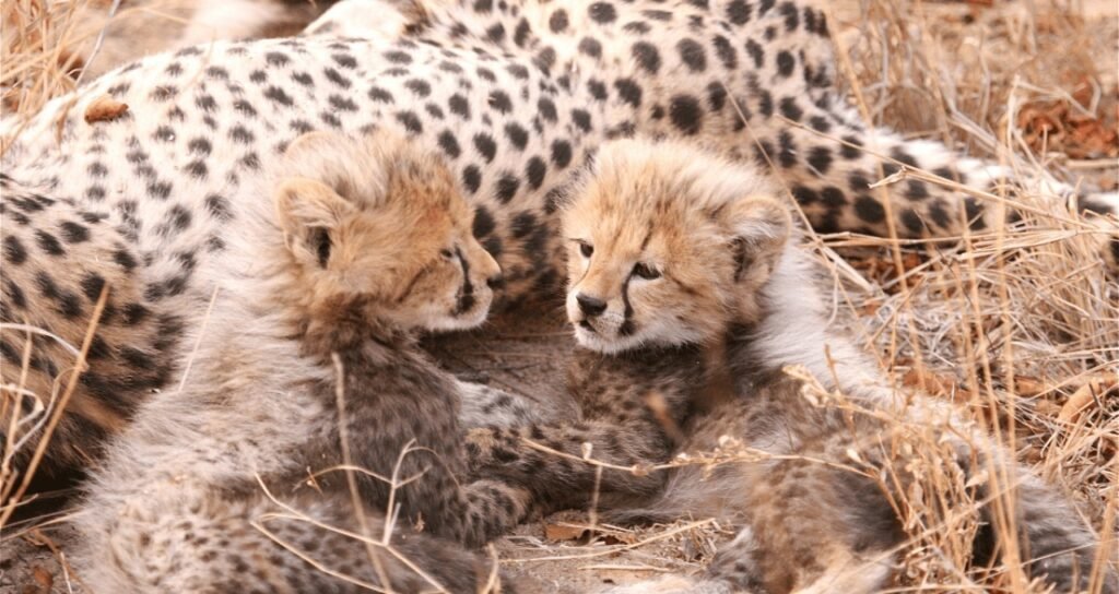 Wildlife milestone: Three cheetah cubs born at Kuno, population 38