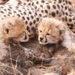 Wildlife milestone: Three cheetah cubs born at Kuno, population 38
