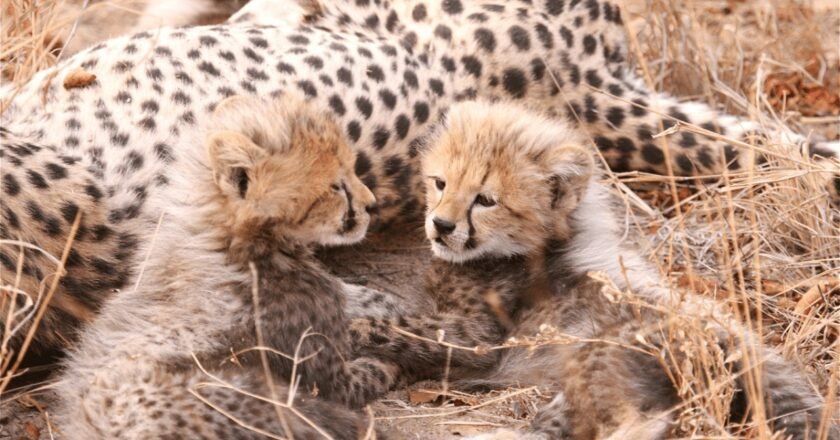 Wildlife milestone: Three cheetah cubs born at Kuno, population 38