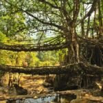 Meghalaya’s Double Decker Living Root Bridge Ranked 2nd Most Beautiful in the World by Time Out