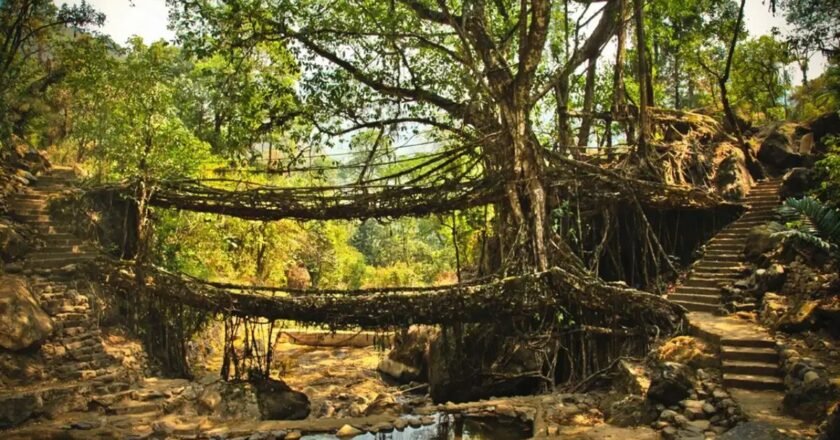 Meghalaya’s Double Decker Living Root Bridge Ranked 2nd Most Beautiful in the World by Time Out