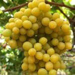 Top reasons to add grapes to your diet