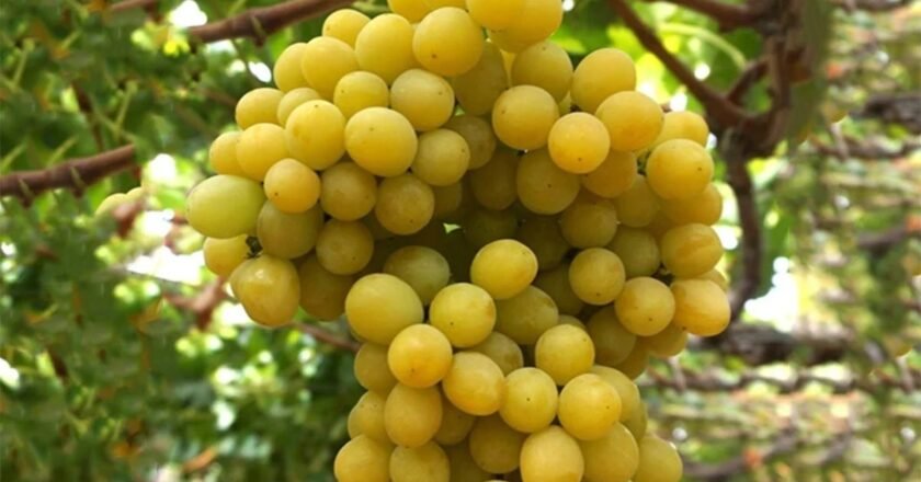 Top reasons to add grapes to your diet