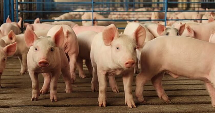 Financial Crisis Hits Pig Farmers in Meghalaya, Urge Govt Support
