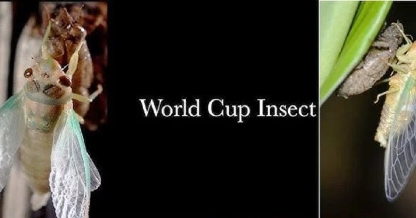 Niangtaser Festival in Ri-Bhoi to Mark Appearance of ‘World Cup’ Insect