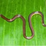 New Snake Species Identified by Scientists in Garo Hills Region