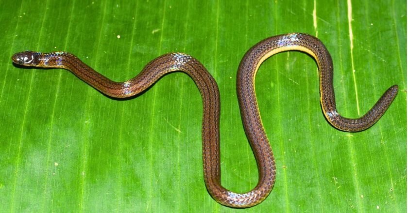 New Snake Species Identified by Scientists in Garo Hills Region
