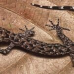 Tripura’s Forests Yield New Gecko Species Discovery