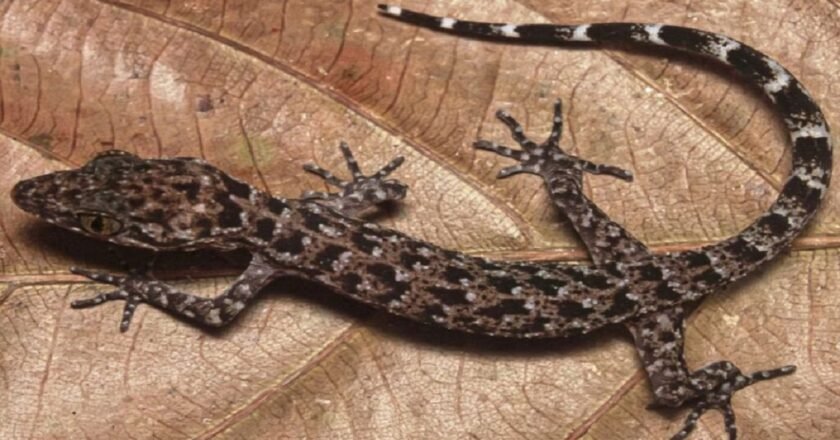 Tripura’s Forests Yield New Gecko Species Discovery