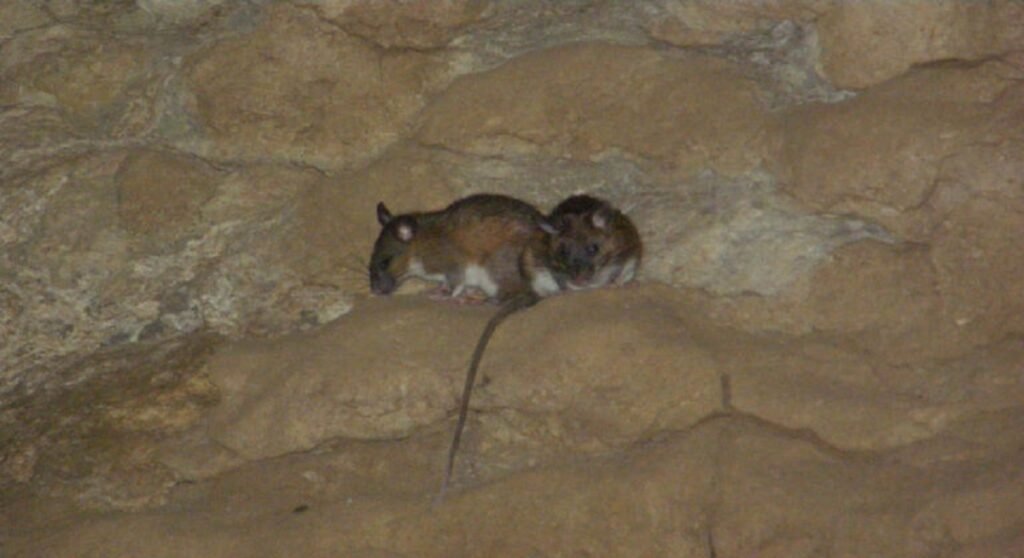 Research finds Meghalaya’s caves home to thriving mammal habitat