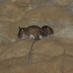 Research finds Meghalaya’s caves home to thriving mammal habitat