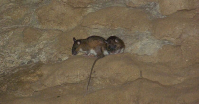 Research finds Meghalaya’s caves home to thriving mammal habitat