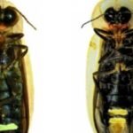 Researchers discover new fireflies’ species in Meghalaya’s Mawlynnong