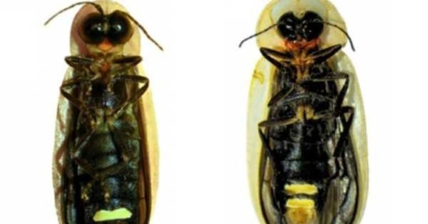 Researchers discover new fireflies’ species in Meghalaya’s Mawlynnong